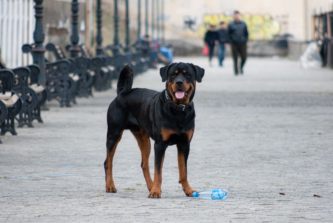 Rottweiler Dog